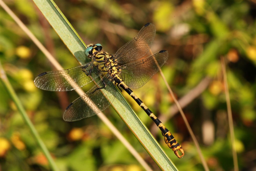 Onychogomphus forcipatus